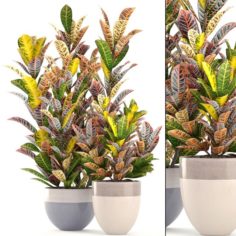 Croton plants 3D Model
