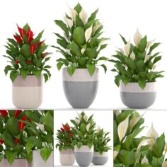 Collection plants Spathiphyllum 3D Model