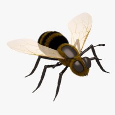Honey Bee Close 3D Model
