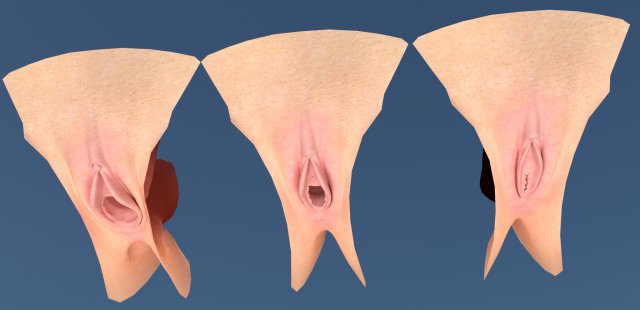 Female Genital vagina 3D Model - 3DHunt.co