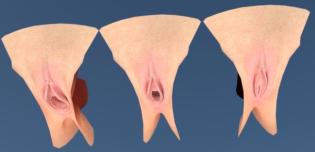 Female Genital Realistic vagina anal 3D Model