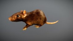 Animated Rat Free on Sketchfab 3D Model