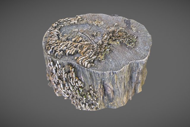Tree stump with mushrooms 3D Model