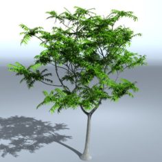 Tree 05 3D Model