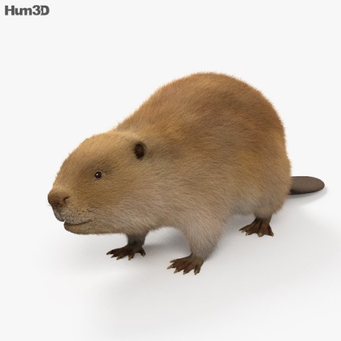 Beaver HD 3D Model