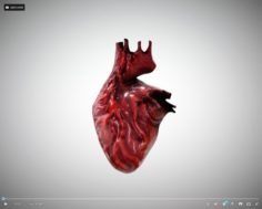 Heart Animated free on sketchfab 3D Model