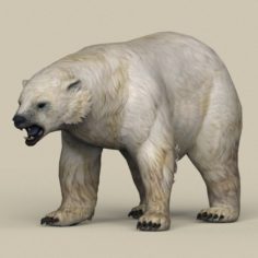 Game Ready Polar Bear 3D Model