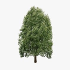 Oak Tree 01 Lowpoly 3D Model