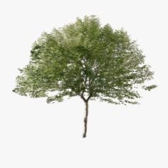 Forest Tree 03 Lowpoly 3D Model