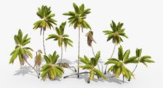 Coconut Palm Trees Asset 1 3D Model