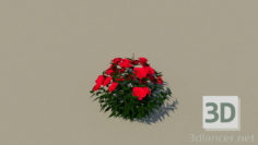 3D-Model 
roses