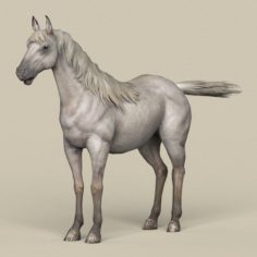 Game Ready White Horse 3D Model