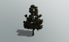 3D Pine Tree 3D Model