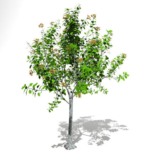 Tree 04 3D Model