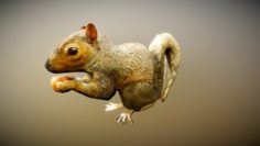 Animated Squirrel Free on Sketchfab 3D Model