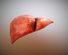 Liver Free on Sketchfab 3D Model