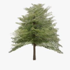 Hazel Tree Lowpoly 3D Model