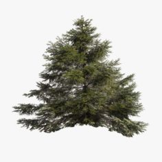 Pine Tree 01 Lowpoly 3D Model
