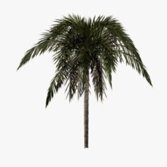 Palm Tree 01 Lowpoly 3D Model