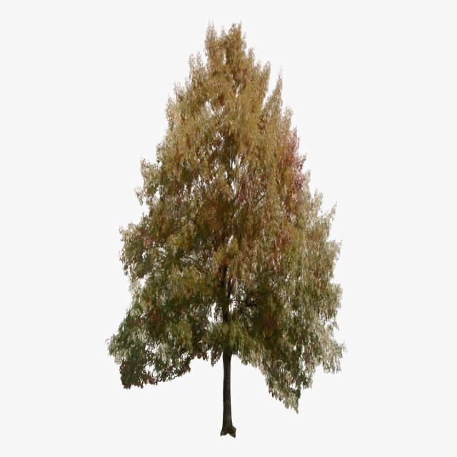 Forest Tree 01 Lowpoly 3D Model
