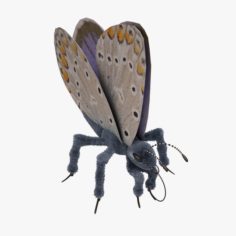 Blue Butterfly Open 3D Model