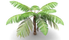 Cyathea tree fern 3d model