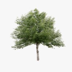 Birch Tree Lowpoly 3D Model