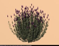 Spanish lavender Lavandula stoechas 3D Model