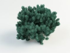 Pinus01 3D Model