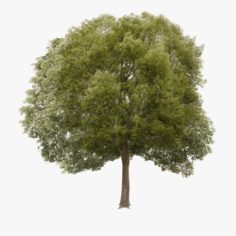 Hackberry Tree Lowpoly 3D Model
