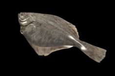 Fish flounder 3D Model