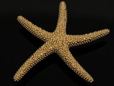Starfish pendant 3D Model