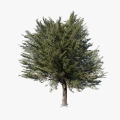 Pine Tree 02 Lowpoly 3D Model