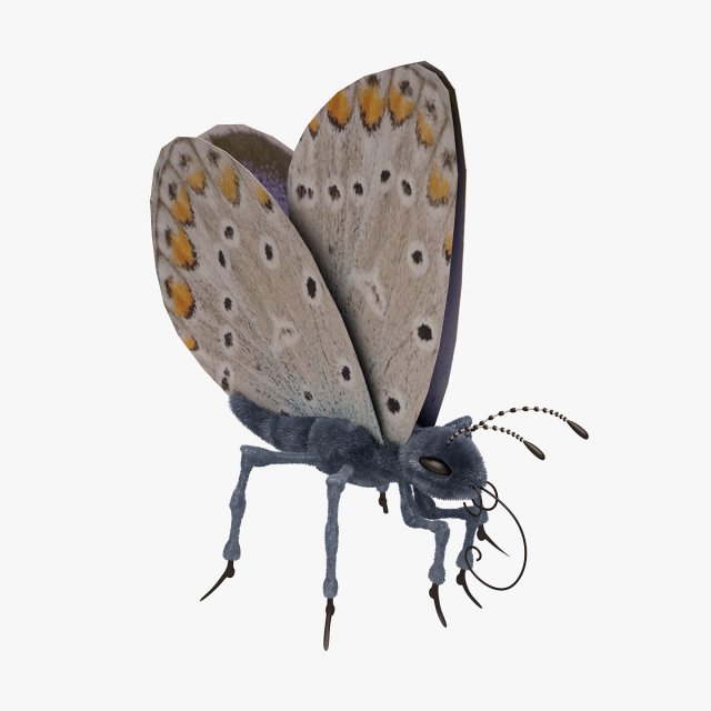 Blue Butterfly Open 02 3D Model