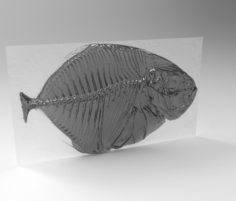 Xray fish model 3D Model