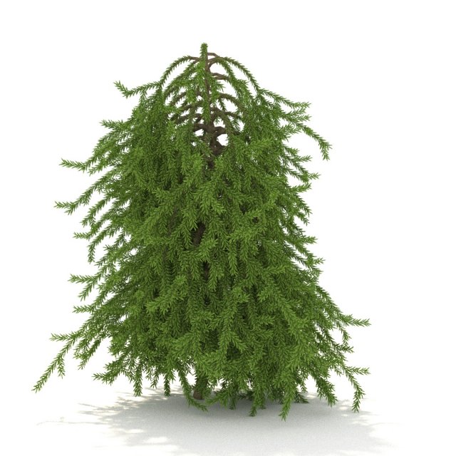 Picea01 3D Model