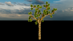Joshua Tree 3D Model