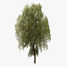 Oak Tree 02 Lowpoly 3D Model
