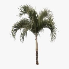 Palm Tree 02 Lowpoly 3D Model