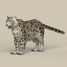 Game Ready Snow Leopard 3D Model