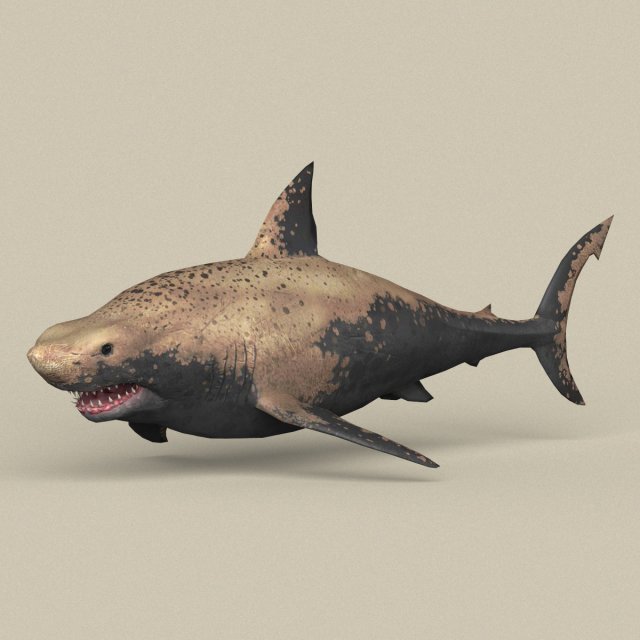 Game Ready Shark 3D Model
