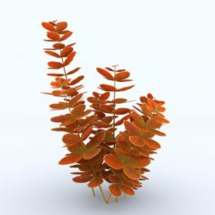 Berberys Orange Free 3D Model