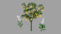 Tree flower 3D Model