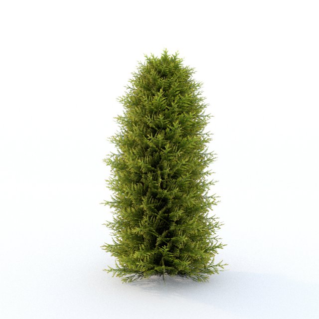 Thuja 01 Free 3D Model