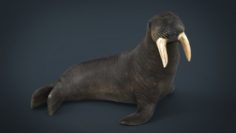 Walrus 3D Model