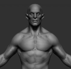 Male Anatomy v4 3D Model