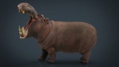 African Hippopotamus 3D Model