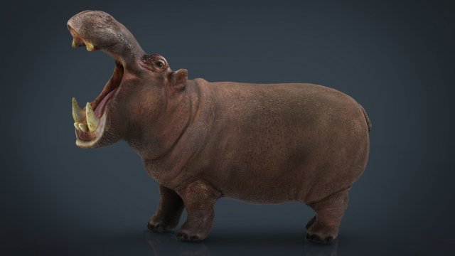 African Hippopotamus 3D Model