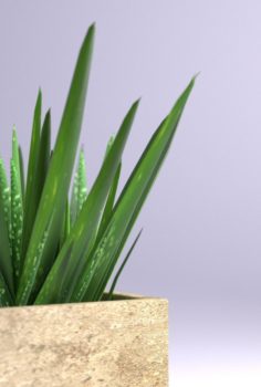 Aloe Vera – Potted Plant 3D Model