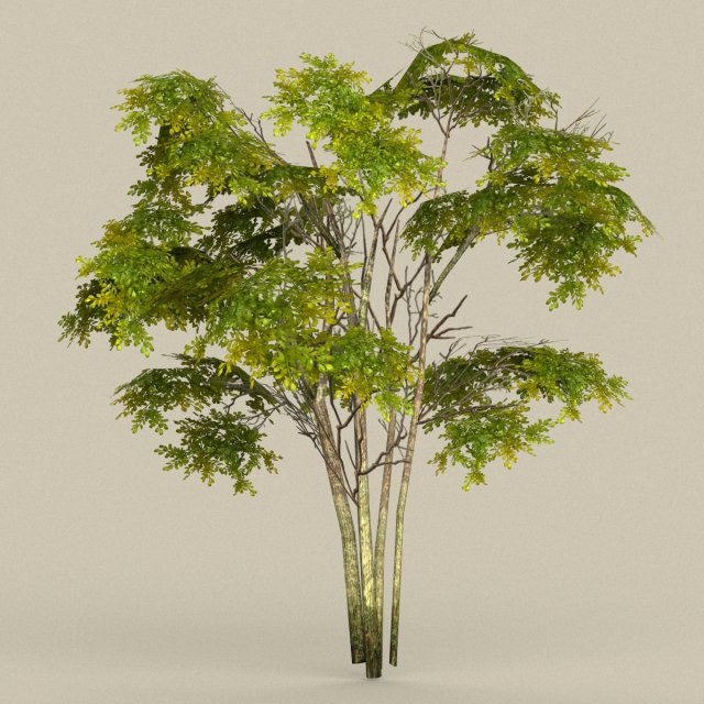 Game Ready Tree 29 3D Model